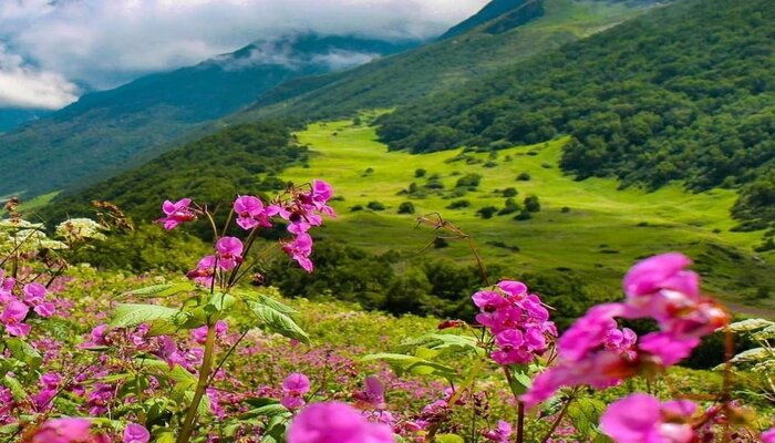 Valley Of Flowers Trip
