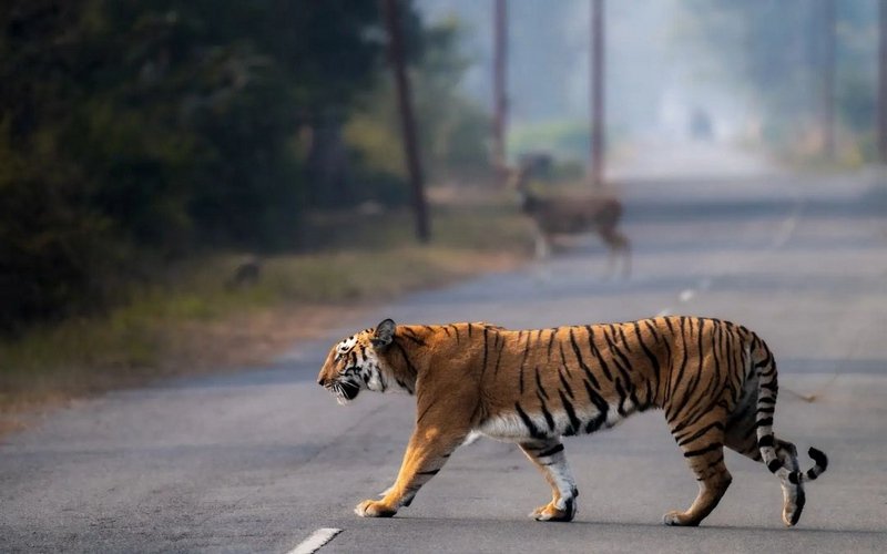 Jim Corbett Tour Package From Vadodara