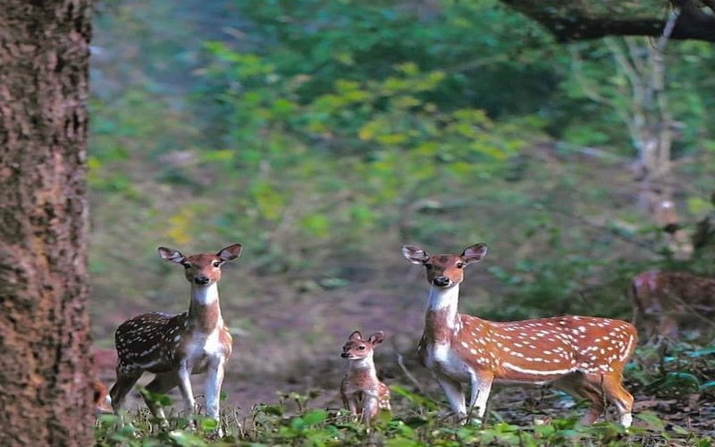 Jim Corbett Tour Package From Vadodara