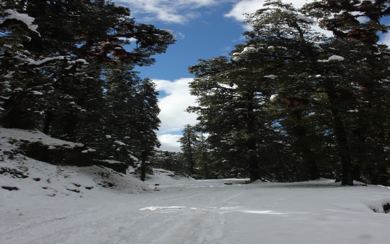 Chopta Tour Package From Hyderabad